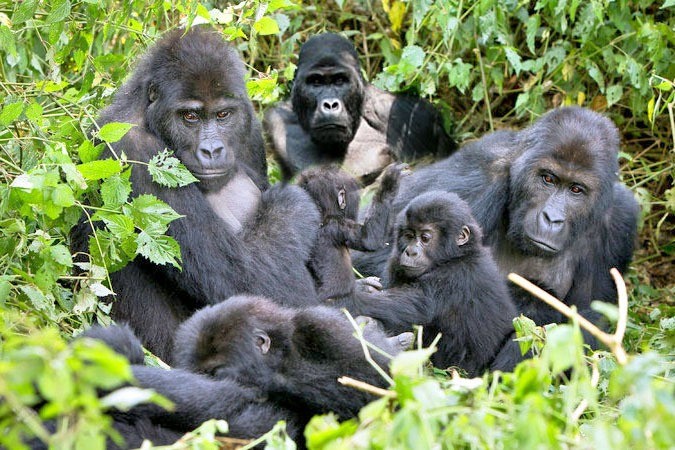 Bwindi Impenetrable National Park