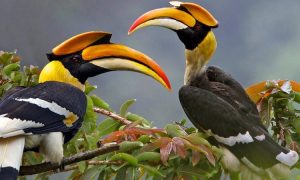 Birding Tours in Uganda