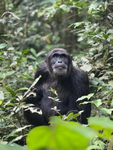Chimp Trekking Safaris in Uganda