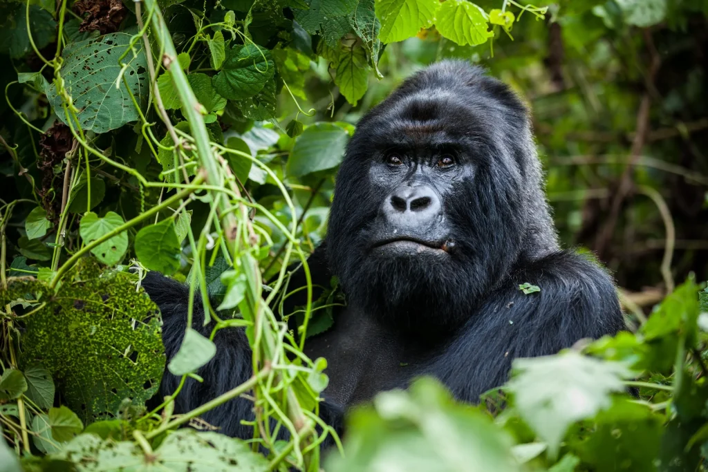Gorilla Trekking Safaris in Uganda