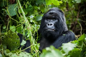 Gorilla Trekking Safaris in Uganda