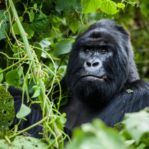 Gorilla Trekking Safaris in Uganda