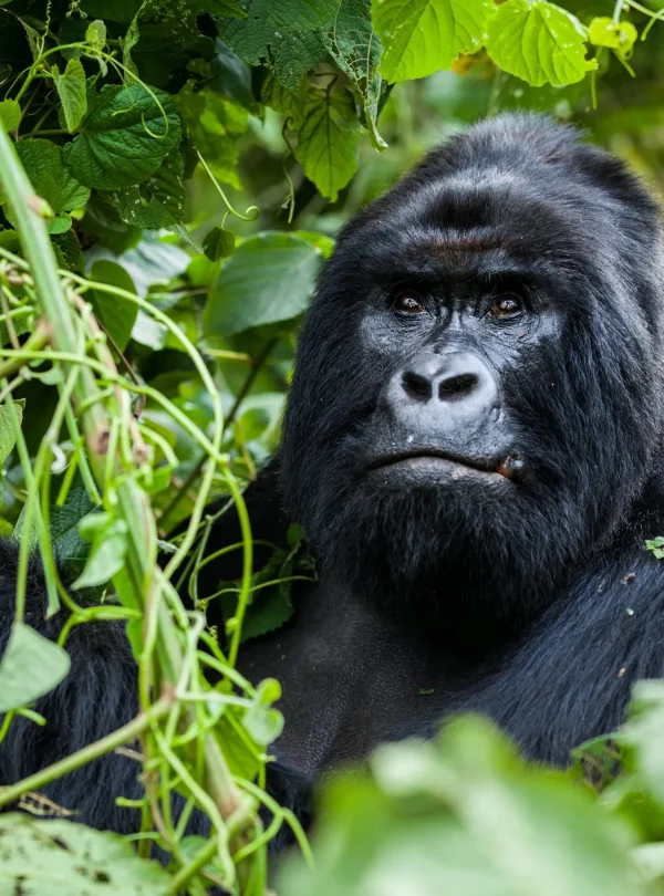 Gorilla Trekking Safaris in Uganda