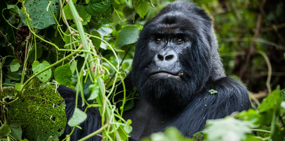 Gorilla Trekking Safaris in Uganda