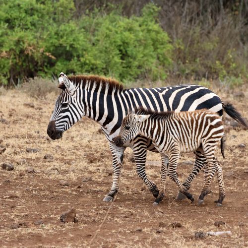 Exceptional 3-Day Safari In Lake Mburo